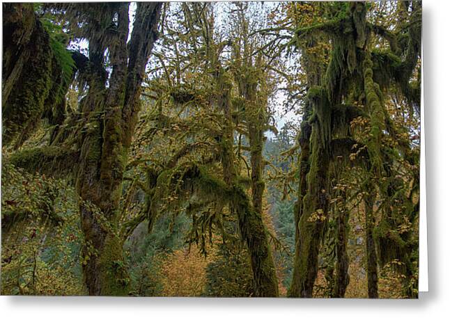 Moss-Covered Forest Trees Greeting Card