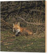 Fox Resting In Sunlit Clearing Wood Print