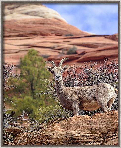 Big Horn Sheep In Zion National Park Framed Print