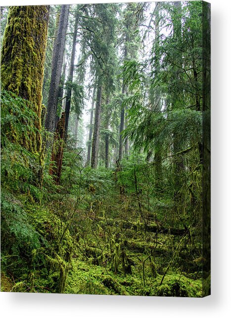 Misty Forest Silhouettes In Olympic National Park Acrylic Print