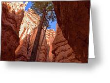 Tree Reaches Skyward In Bryce Canyon National Park Greeting Card