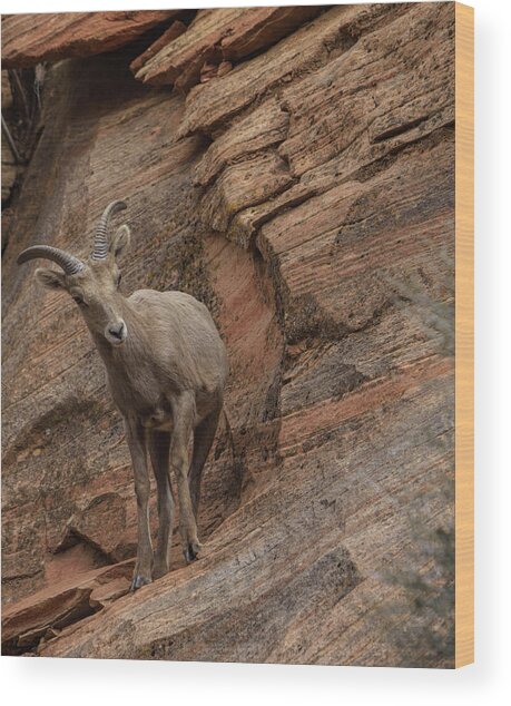 Bighorn Sheep On Rocky Terrain Wood Print