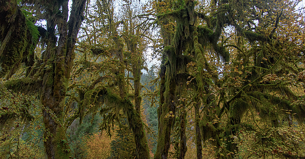 Tree Photographs