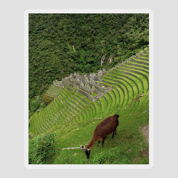 Winay Wayna With Grazing Llama Sticker
