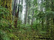 Misty Forest Silhouettes In Olympic National Park Jigsaw Puzzle