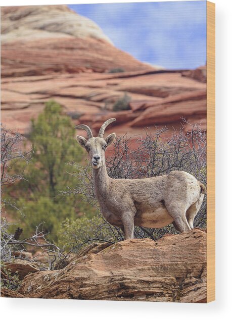 Big Horn Sheep In Zion National Park Wood Print