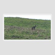 Bobcat in Point Reyes Sticker by Brandon Wichmann