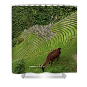 Winay Wayna With Grazing Llama Shower Curtain