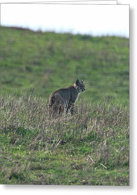 Bobcat in Point Reyes Greeting Card by Brandon Wichmann