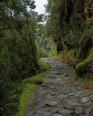 Serene Wall Art featuring the photograph Moss-Covered Path Through Lush Forest On The Inca Trail by Brandon Wichmann