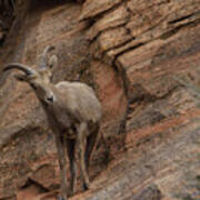 Bighorn Sheep On Rocky Terrain Poster