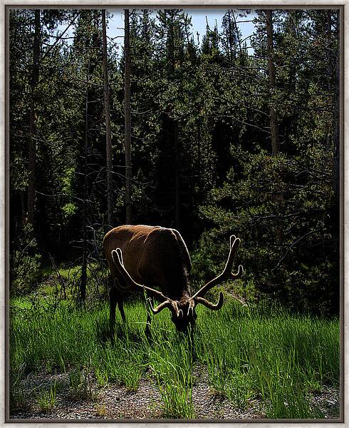 Elk Grazing In A Sunlit Forest In Grand Teton National Park Framed Print
