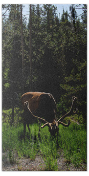 Wildlife Beach Towels