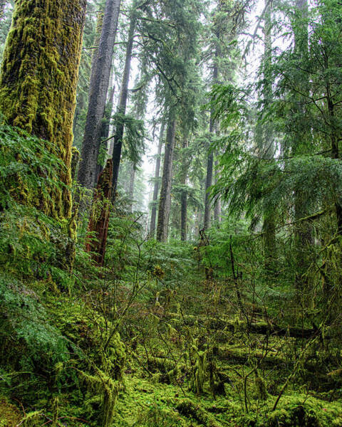 Misty Forest Silhouettes In Olympic National Park Poster