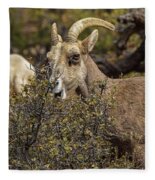 Bighorn Sheep in Zion National Park Fleece Blanket by Brandon Wichmann