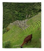 Winay Wayna With Grazing Llama Fleece Blanket