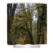 Moss-Covered Forest Trees Shower Curtain