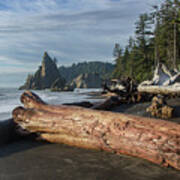 Driftwood on a Pebbled Beach Art Print