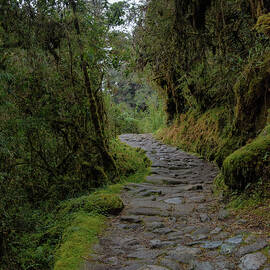 Moss-Covered Path Through Lush Forest on the Inca Trail by Brandon Wichmann