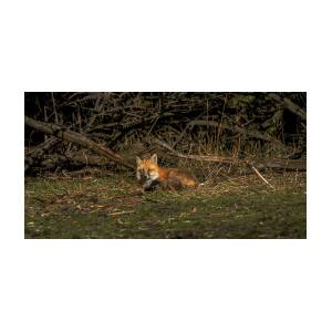 Fox Resting in Sunlit Clearing by Brandon Wichmann Fox Resting in Sunlit Clearing by Brandon Wichmann