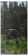 Elk Grazing In A Sunlit Forest In Grand Teton National Park Beach Towel
