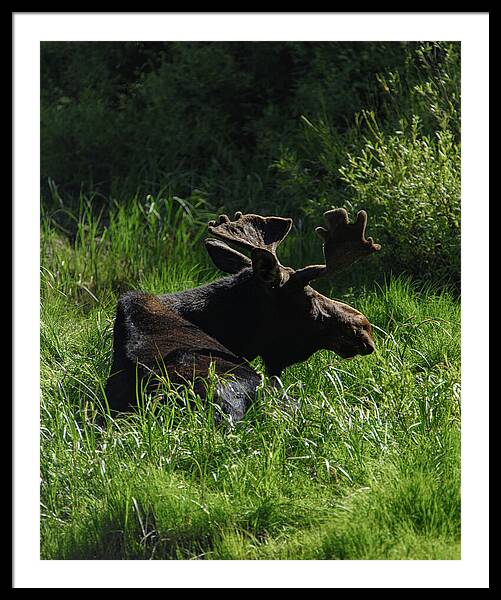Moose Resting In Sunlit Meadow In Grand Teton National Park Framed Print