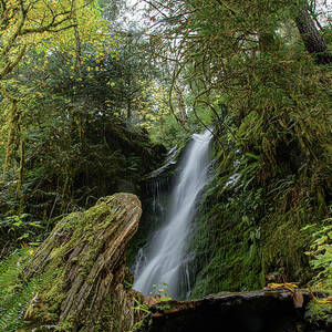 Serene Waterfall in Lush Rainforest by Brandon Wichmann