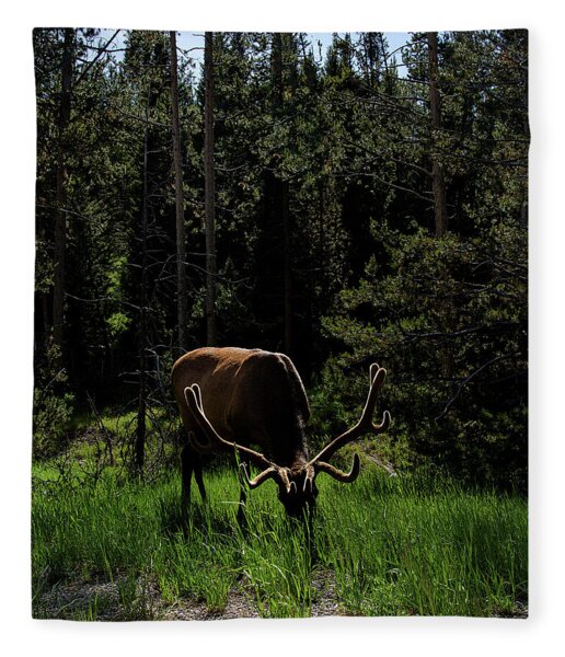 Elk Grazing In A Sunlit Forest In Grand Teton National Park Fleece Blanket
