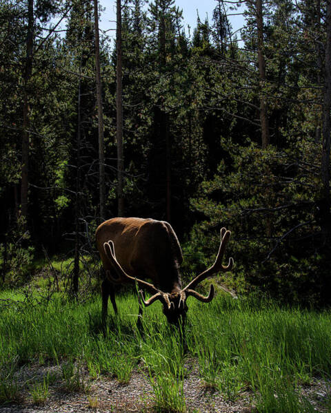 Elk Grazing In A Sunlit Forest In Grand Teton National Park Art Print