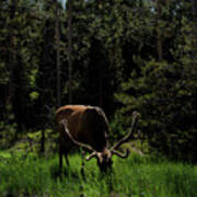 Elk Grazing In A Sunlit Forest In Grand Teton National Park Poster