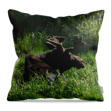 Moose Resting In Sunlit Meadow In Grand Teton National Park Throw Pillow