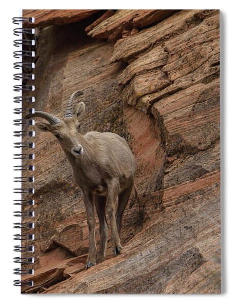 Bighorn Sheep On Rocky Terrain Spiral Notebook