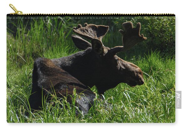 Moose Resting In Sunlit Meadow In Grand Teton National Park Zip Pouch