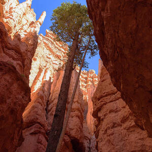 Tree Reaches Skyward in Bryce Canyon National Park by Brandon Wichmann