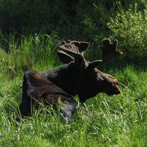 Moose Resting in Sunlit Meadow in Grand Teton National Park by Brandon Wichmann Moose Resting in Sunlit Meadow in Grand Teton National Park by Brandon Wichmann