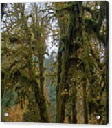 Moss-Covered Forest Trees Acrylic Print