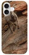 Big Horn Sheep Agile Descent In Zion National Park iPhone Case