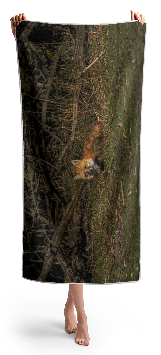 Fox Resting In Sunlit Clearing Beach Towel