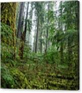 Misty Forest Silhouettes In Olympic National Park Canvas Print