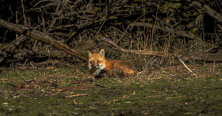 Wildlife Photograph - Fox Resting In Sunlit Clearing by Brandon Wichmann