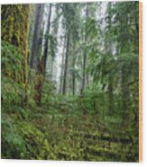 Misty Forest Silhouettes In Olympic National Park Wood Print
