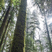 Majestic Forest Canopy In Olympic National Park Art Print