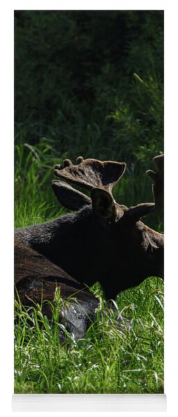 Moose Resting In Sunlit Meadow In Grand Teton National Park Yoga Mat