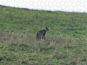 Bobcat in Point Reyes Jigsaw Puzzle by Brandon Wichmann