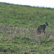 Bobcat in Grassy Field Poster