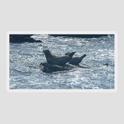 Seals Resting On Rocky Shoreline Sticker