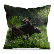 Moose Resting In Sunlit Meadow In Grand Teton National Park Throw Pillow