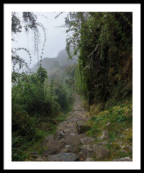 Misty Forest Pathway On The Inca Trail Framed Print