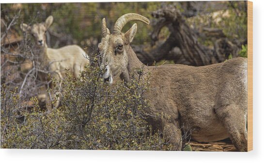 Mountain Goats in Natural Habitat Wood Print