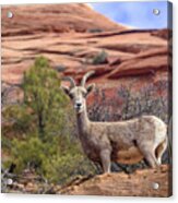 Big Horn Sheep In Zion National Park Acrylic Print